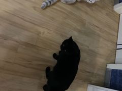 -猫尾侦探俱乐部·剧本杀·狼人杀