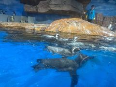 -海合安武汉极地海洋公园