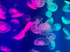 -成都浩海立方海洋公园