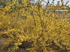 -大兴滨河森林公园