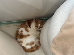 -怪兽屋·羊驼·猫咖·狗咖(俊华广场店)