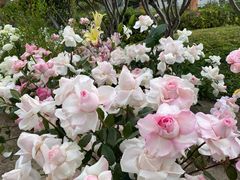 -云南滇池花园国际大酒店温泉