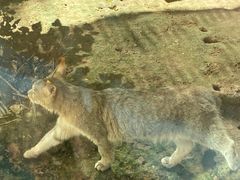 -青藏高原野生动物园