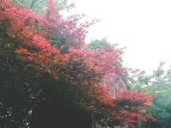 -青枫公园