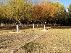 -永定河休闲森林公园