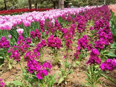 -石家庄市植物园