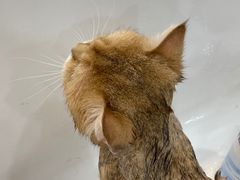 -momokira米努特·德文卷毛猫·棉花面纱犬