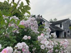 -巡塘古镇