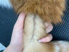 -唐小姐の猫狗洗护·购宠旗舰店(周浦万达店)