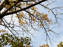 -四川大学(华西校区)