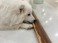 -共舞时光猫咖·狗咖(新街口店)
