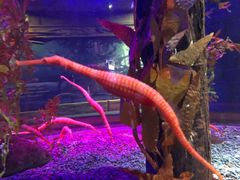 -凯莉-塔尔敦海洋生物水族馆