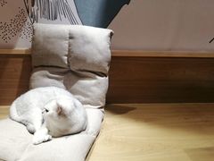 -滚猫咖啡·猫咖·猫友好撸猫(未来城店)