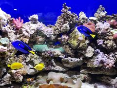 -迪拜水族馆及水下动物园