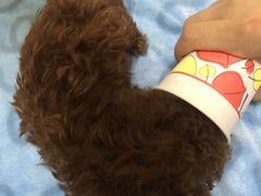 -芭比堂动物医院·犬猫全科·异宠专科(雁塔分院)
