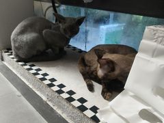 -琪喵猫屋·撸猫猫咖·猫舍