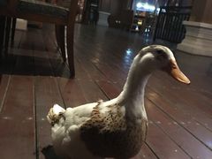 员工，鸭先生-西双版纳洲际度假酒店-海鲜傣味烧烤·侬香全日制餐厅