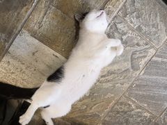 -猫咪博物馆(顶澳仔猫街店)