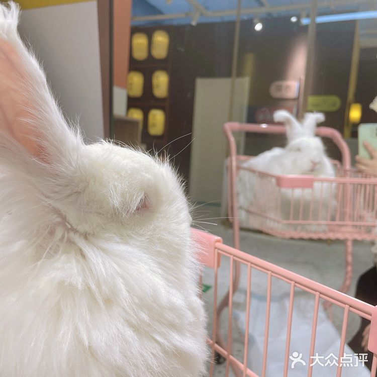 🐰：你们拍吧，不用管我