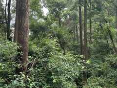 -黔灵山公园