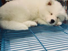 -翊宠yipet猫狗购宠庄园犬舍•猫舍