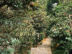 -南山植物园
