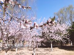 -大兴滨河森林公园