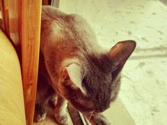 -猫咖时代(中山亭店)