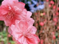 -桃花涧