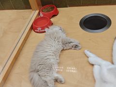 -帕帕拉兹宠物(亚洲旗舰店)