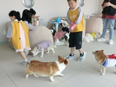 -怪兽屋·羊驼·猫咖·狗咖(俊华广场店)