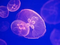 -上海海昌海洋公园