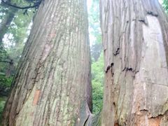 -天目山大树王景区