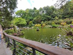 -深圳仙湖植物园
