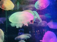 -太平洋海底世界