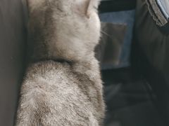 -安安宠医宠物医院·异宠·犬猫内科(岳阳分院)