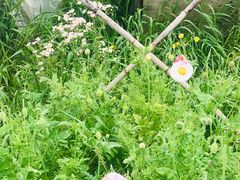 -前小桔亲子创意农场·草莓采摘·露营烧烤