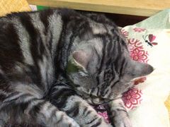 -李小姐の猫咖啡馆(五角场店)