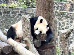 -都江堰中华大熊猫苑