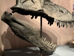 -自贡恐龙博物馆