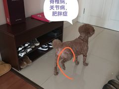 -爱侣宠医·鹦鹉专科·小型哺乳类·异宠专科(灵石路店)