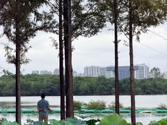 -金银湖国家城市湿地公园