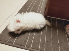 -米苏动物医院·犬猫专科·骨科外科内窥镜