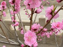 -桃花堤公园