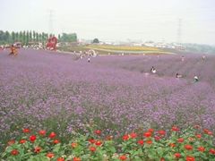 -紫颐香薰山谷景区