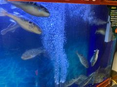 -肆月河豚·新淮扬(金融街店)