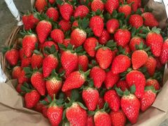 -南汇水蜜桃采摘(大团店)