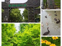 -溱湖国家湿地公园