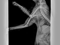 -萌兽医馆·宠物医院·猫骨科(创景店)