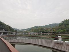 -银湖山郊野公园-相思林
